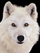 AngryWhiteWolf profile picture
