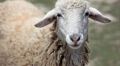 JustAnotherSheep profile picture