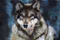 hunterwolf profile picture