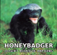 honeybadger profile picture
