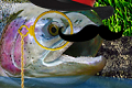CryptoTrout profile picture