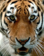 Tyger profile picture