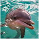 flipperfish profile picture