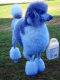 bluepoodle profile picture